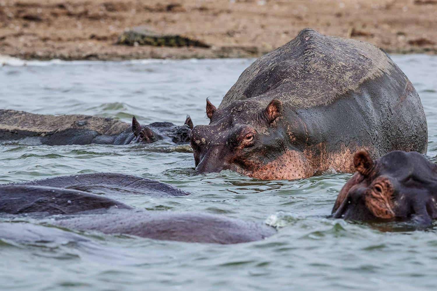 What Are The Wildlife Experiences In Queen Elizabeth National Park