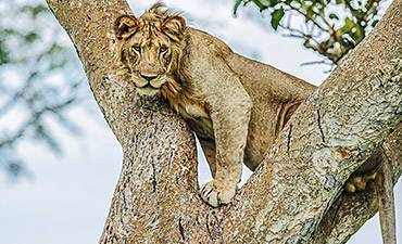 QUEEN ELIZABETH SAFARI ACTIVITIES & TOUR ATTRACTIONS