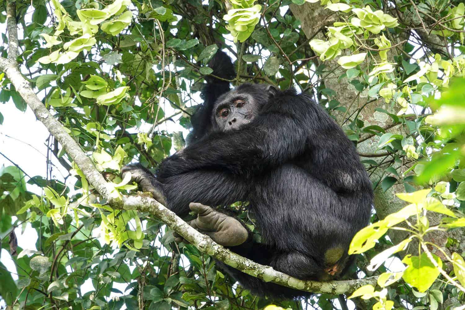 History of Chimpanzees In Uganda