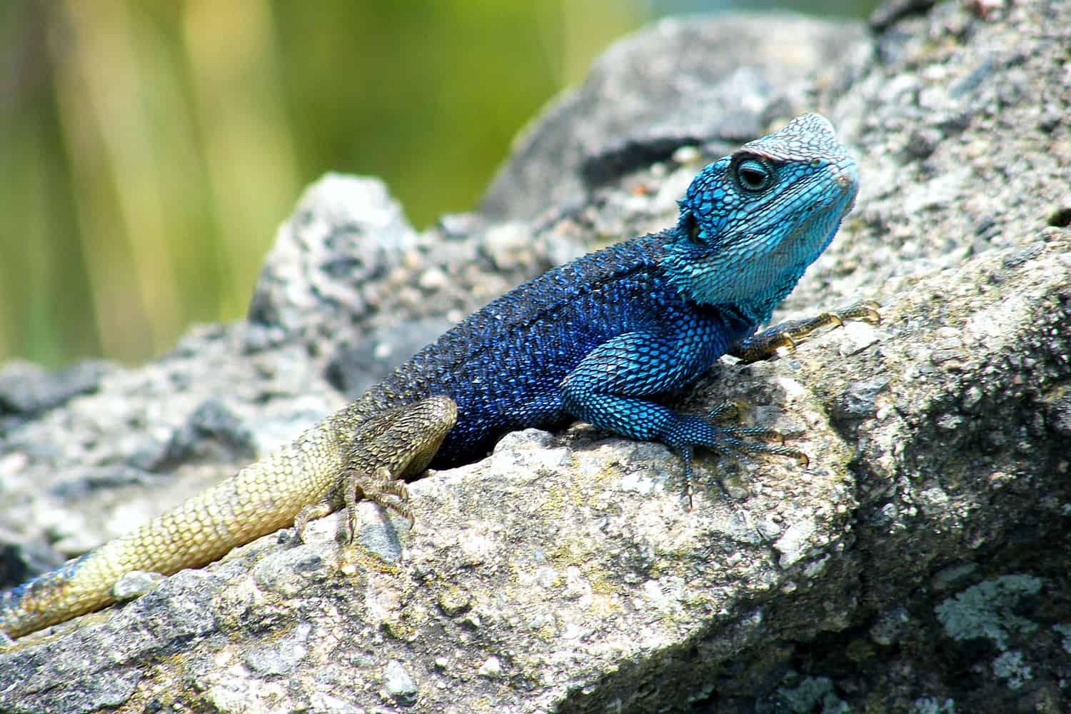 Viewing Other Wildlife In Kibale’s Conservation Areas & Uncharted Wilderness