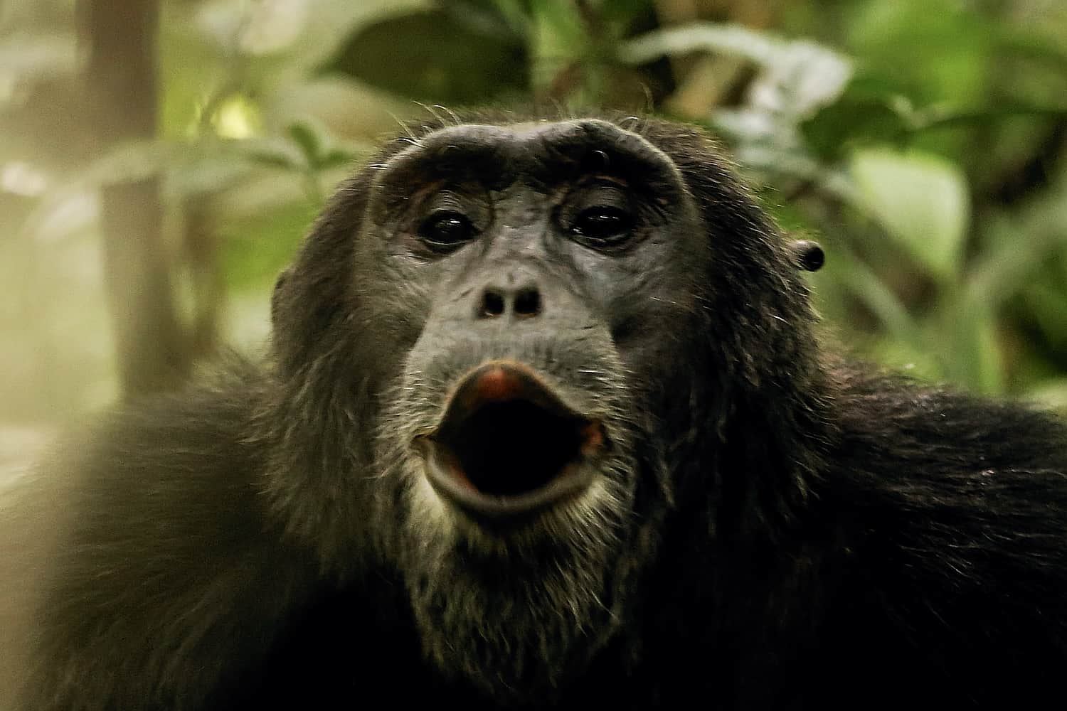 How Does The Chimpanzee Viewing Trek Work On The Day?