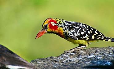 lakebaringocountryclubsmall3 GUIDE ON LAKE BARINGO