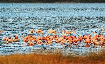 islandcampbaringosmall3 LAKE BOGORIA
