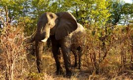 lakeburungetentedcampsmall3 TARANGIRE SAFARI & TOUR