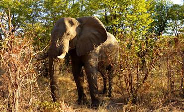 TARANGIRE SAFARI & TOUR