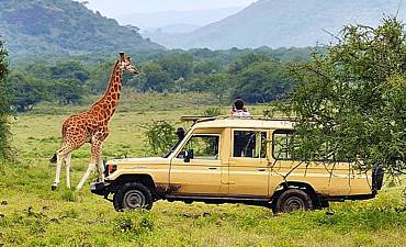 WILDLIFE SAFARIS IN KENYA