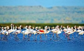 lakeelementaitasmall SAFARI & TOUR IN LAKE ELEMENTAITA