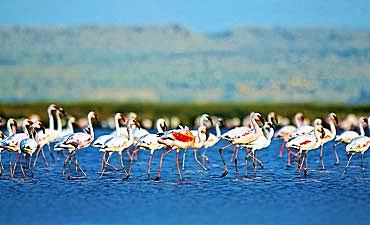 SAFARI & TOUR IN LAKE ELEMENTAITA