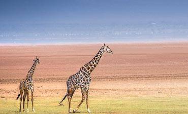 DELUXE TIER 2 - WELLWORTH NORTH TANZANIA SAFARI (7 DAYS)