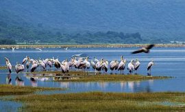 lakemanyarasmall1 LAKE MANYARA SAFARI & TOUR