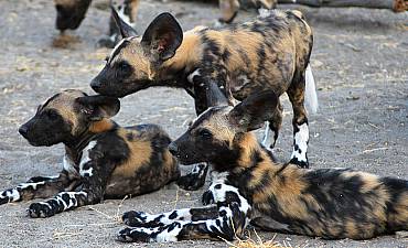 NYERERE NATIONAL PARK (SELOUS)