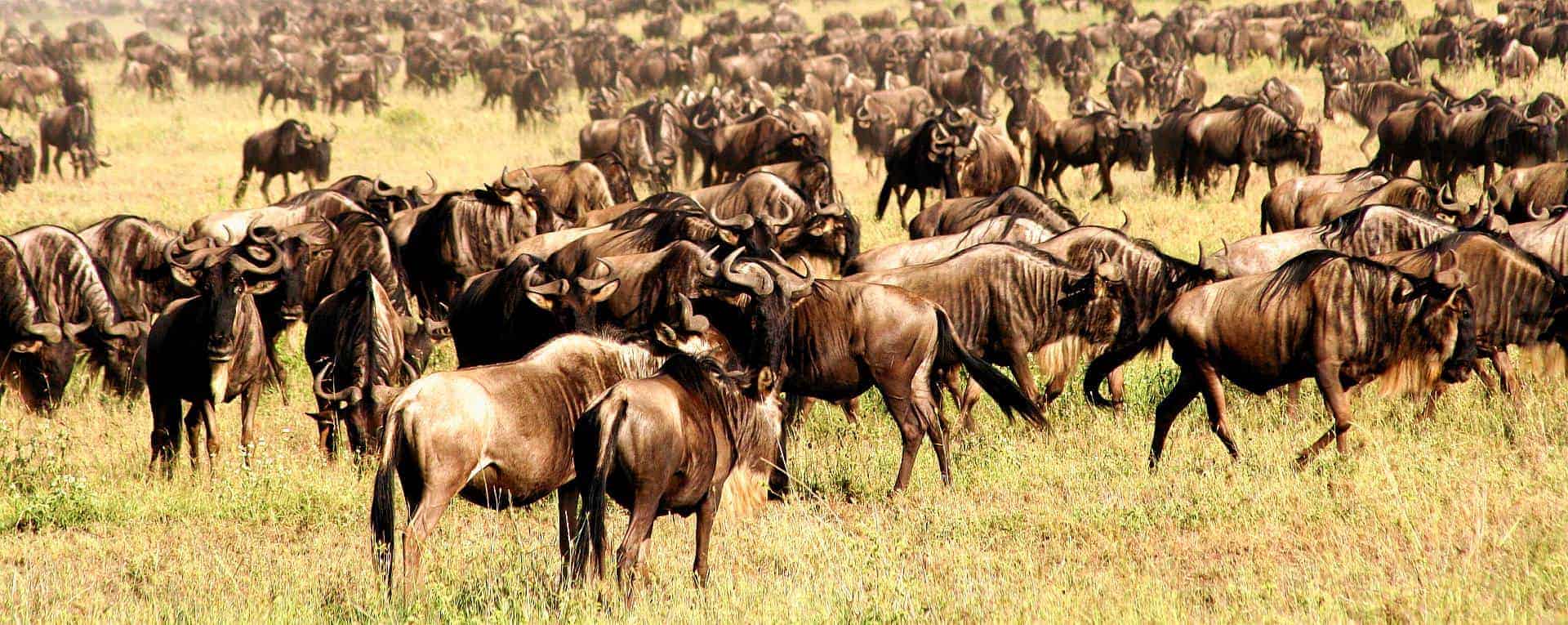 2023-2024 Guide To Serengeti Great Wildebeest Migration & Best Time To See  It In Tanzania - AfricanMecca Safaris