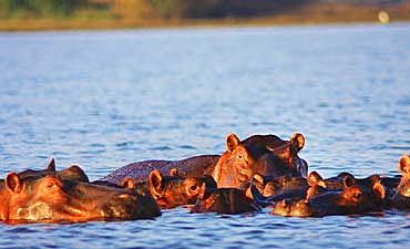 GUIDE ON LAKE NAIVASHA