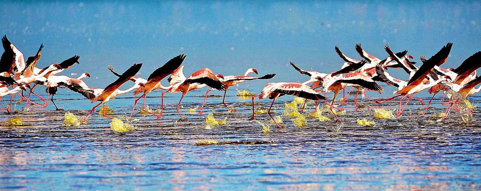 lake nakuru national park safari