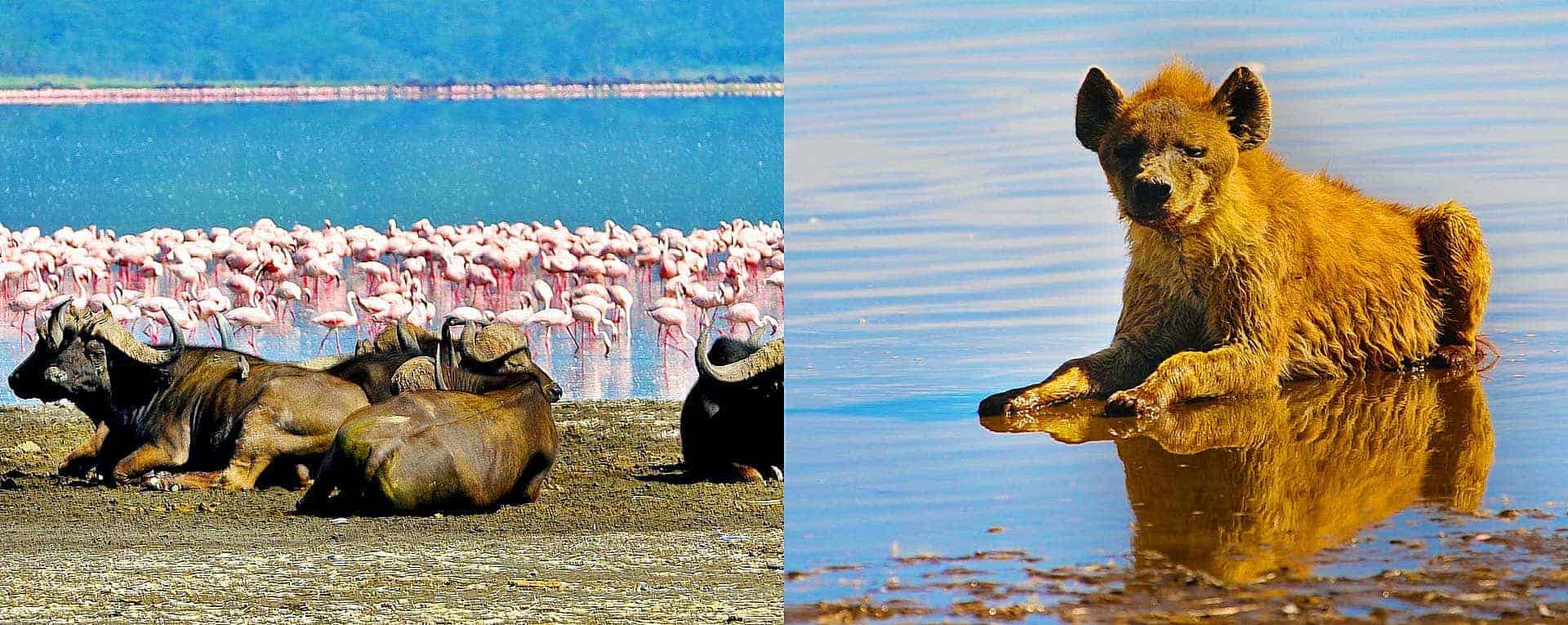 lake nakuru national park safari