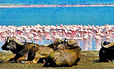 LAKE NAKURU NATIONAL PARK