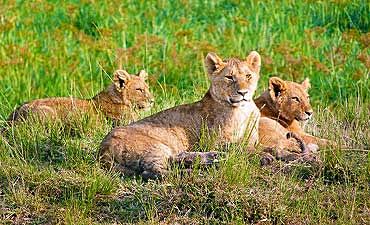 WILDLIFE SAFARIS IN KENYA