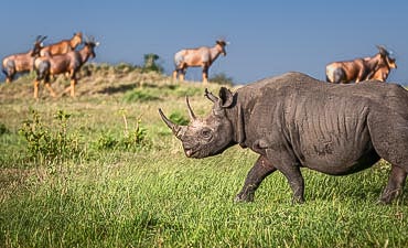 9 DAYS - BEAUTY OF NORTHERN TANZANIA SAFARI