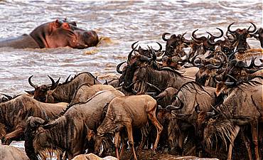 10 DAYS - NORTHERN TANZANIA MIGRATIONS & EXPLORATIONS ULTRA-LUXURY SAFARI