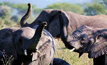 PREMIER-DELUXE TIER 1 & 2 - TANZANIA FLYING SAFARI (11 DAYS)