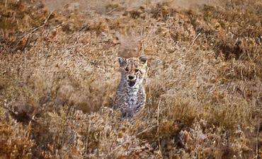 DELUXE TIER 2 - INCREDIBLE NORTHERN TANZANIA SAFARI