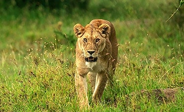 ndutu safari lodge contacts