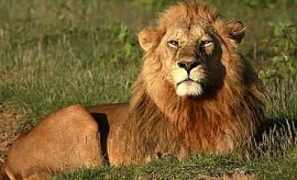 mafiasmall3 WILDLIFE SAFARIS IN TANZANIA