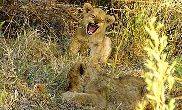 9 DAYS - SHOWCASING TANZANIA SAFARI
