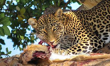 VALUE TIER 3 - FLYING NORTHERN TANZANIA & MOBILE MIGRATION SAFARI