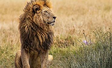 VALUE TIER 3 - BEAUTY OF NORTHERN TANZANIA SAFARI