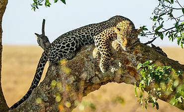 DELUXE TIER 2 - LEOPARD HILL BASECAMP & HIGHLIGHTS OF KENYA SAFARI (10 DAYS)