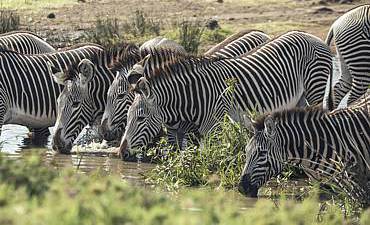 BUSH & BEYOND SAFARIS (7 TO 11 DAYS)