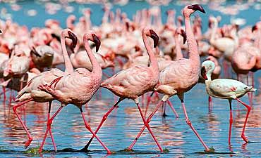 BIRDING SAFARIS IN KENYA