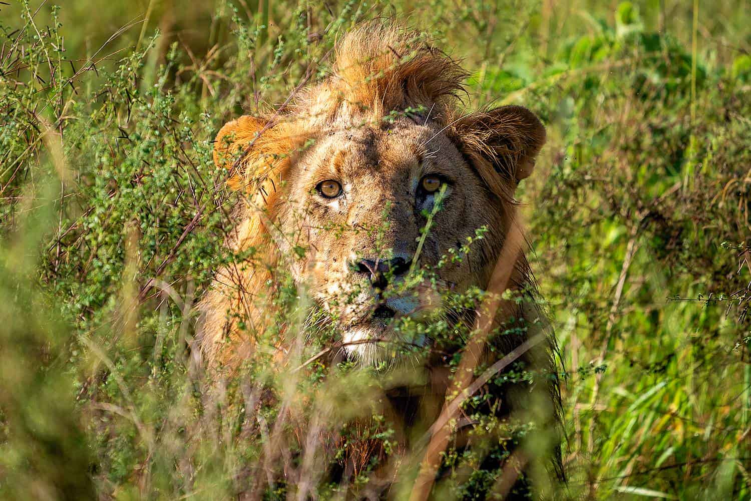 Magashi Camp Safari Akagera Tour