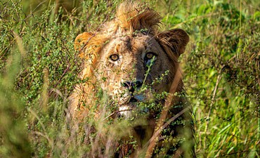 WILDERNESS BEST OF RWANDA ULTRA-LUXURY SAFARI - PREMIER TIER 1