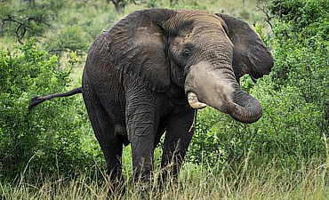 RWANDA SAFARI PRICES (2025-2026)