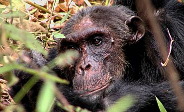 CHIMPANZEE SAFARIS IN TANZANIA