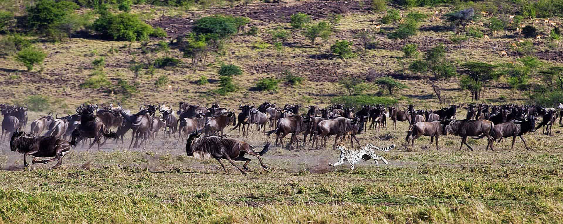 travel to masai mara kenya