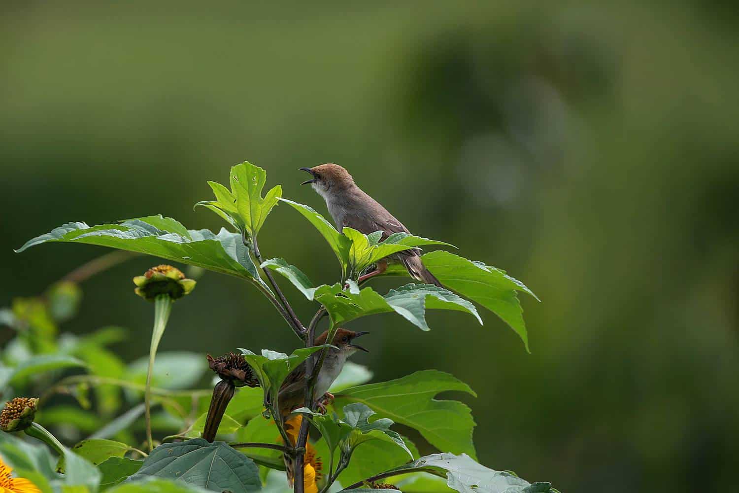 Bwindi Forest Birding