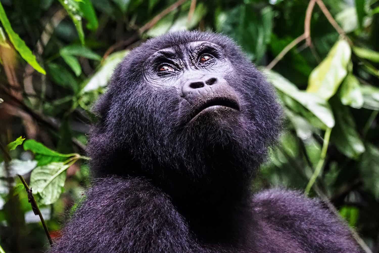 Best Time, Seasons & Months To Go Gorilla Trekking In Bwindi