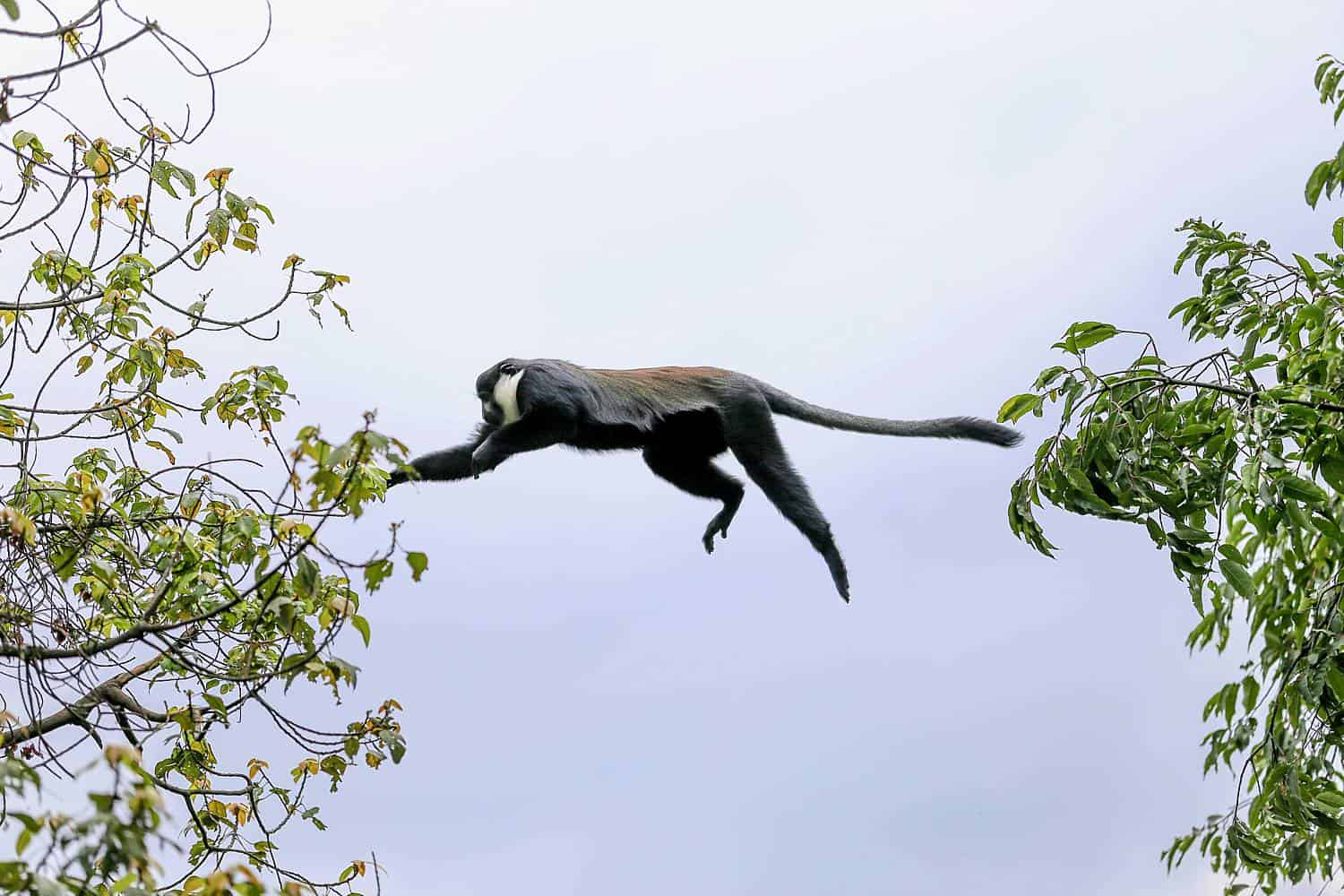 What Kind Of Fauna (Animals) & Flora (Vegetation) Exist In Bwindi
