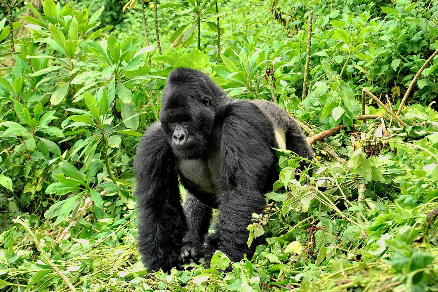 Gorilla Trekking Safari - The Highlight Of Your Bwindi Tour In Uganda