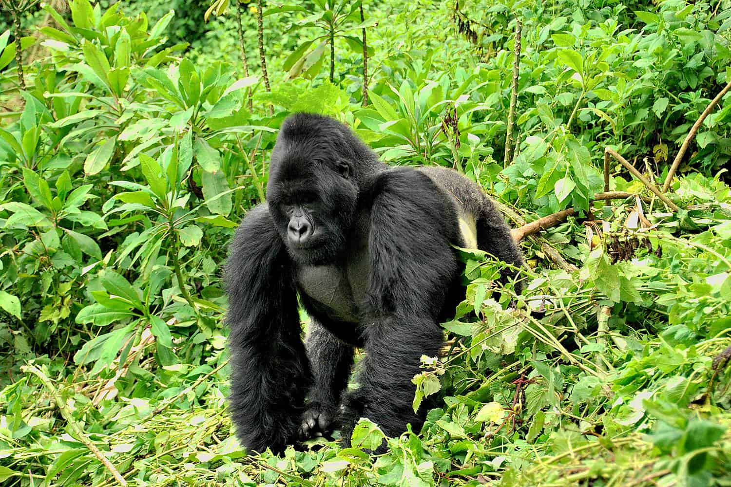 Mountain Gorillas Of Bwindi Forest & Mgahinga Parks