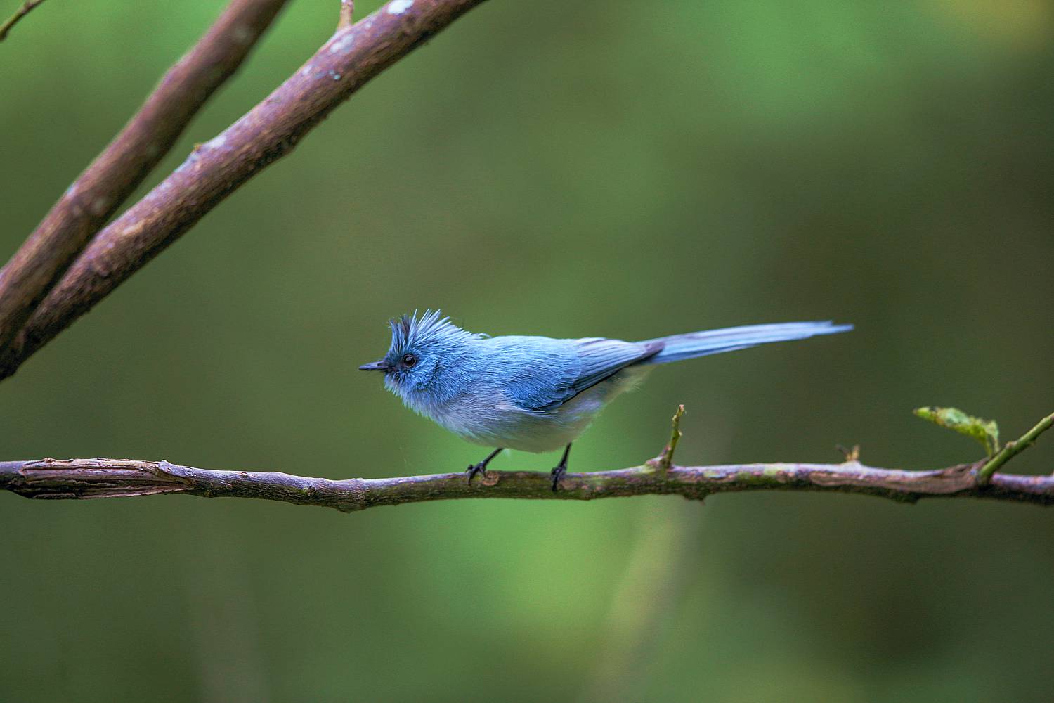 Birdwatching Tours In Bwindi Forest