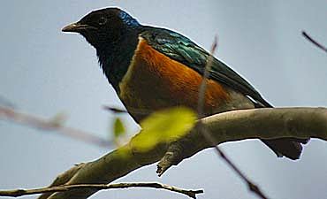 mailisabacampsmall3 BEST TIME TO VISIT LAKE NAKURU