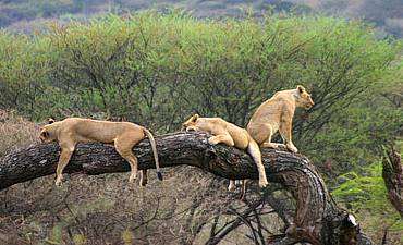 GUIDE ON LAKE MANYARA PARK