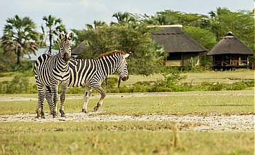 VALUE TIER 3 - TANGANYIKA TENTED LODGES MIGRATION SAFARI (10 DAYS)