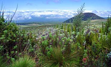 FIVE ZONES OF KILIMANJARO