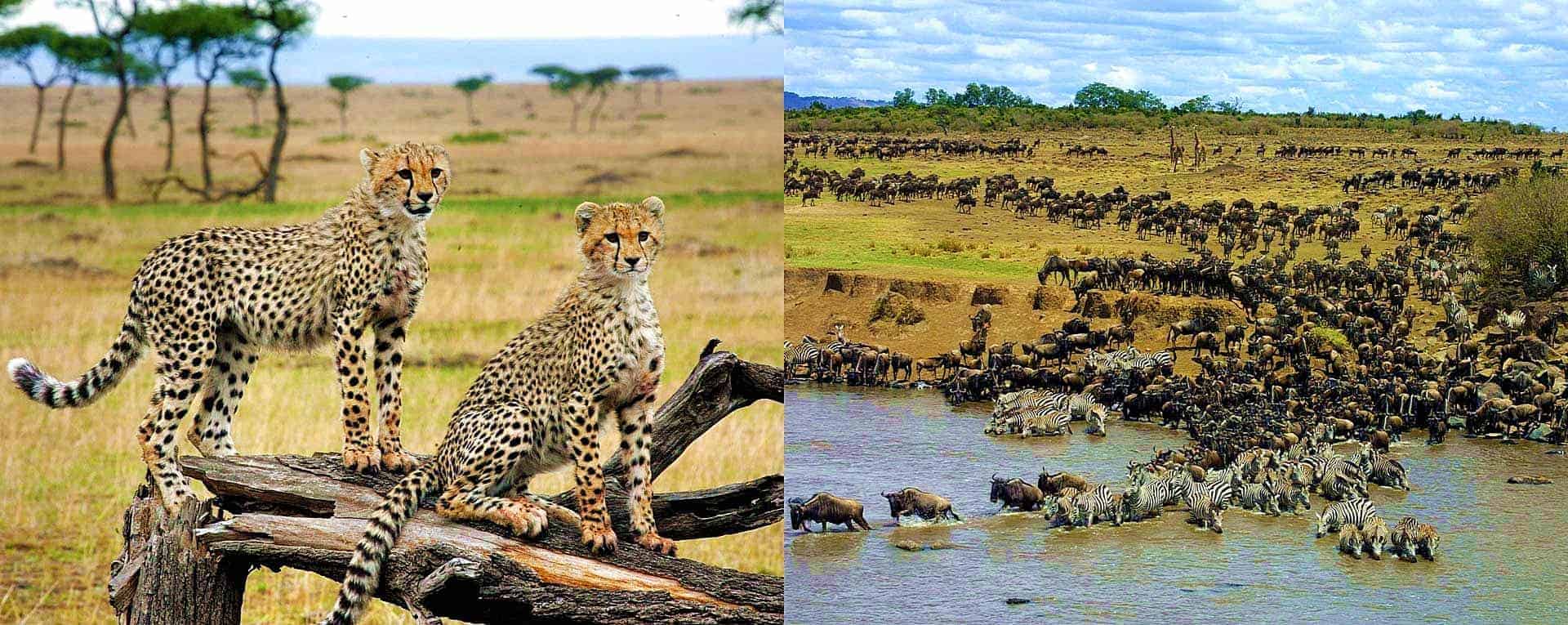 wildebeest migration safari in kenya