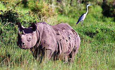 WESTERN MASAI MARA ACCOMMODATIONS